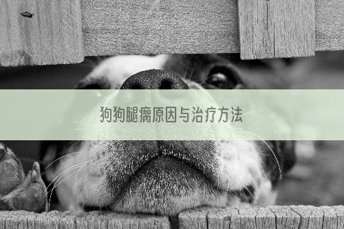 狗狗腿瘸原因与治疗方法