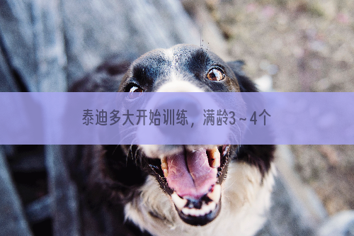 泰迪多大开始训练，满龄3～4个月打完疫苗后训练最佳