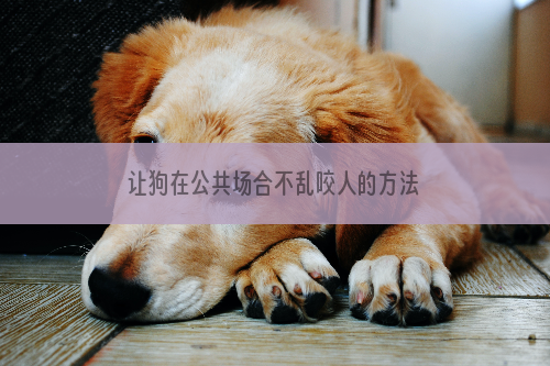 让狗在公共场合不乱咬人的方法