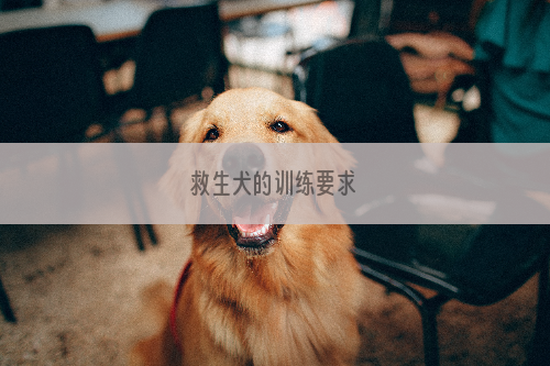 救生犬的训练要求