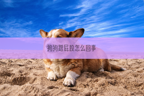 狗狗蹭屁股怎么回事