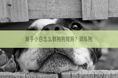 新手小白怎么教狗狗如厕？训练狗狗上厕所？