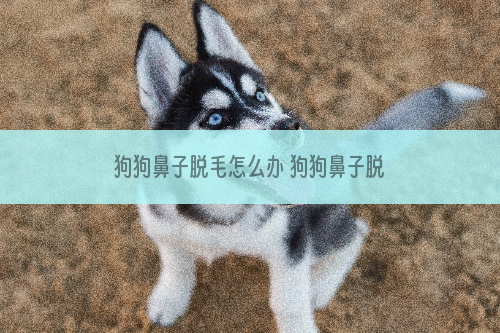狗狗鼻子脱毛怎么办 狗狗鼻子脱毛的原因有哪些