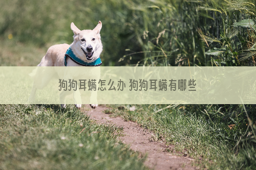 狗狗耳螨怎么办 狗狗耳螨有哪些症状
