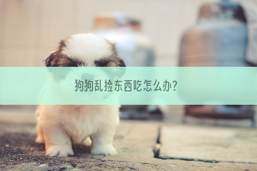 狗狗乱捡东西吃怎么办？