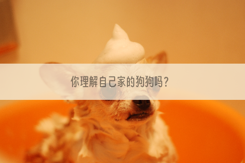 你理解自己家的狗狗吗？