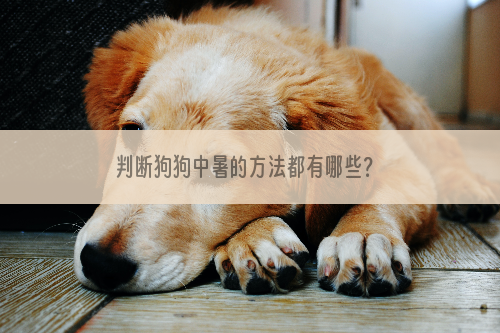 判断狗狗中暑的方法都有哪些？