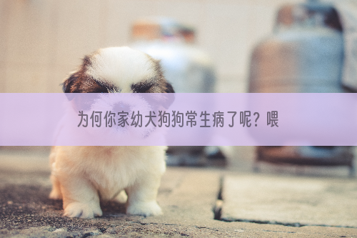 为何你家幼犬狗狗常生病了呢？喂食狗狗蛋白粉增强免疫