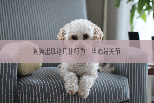 狗狗出现这几种行为，当心是关节炎