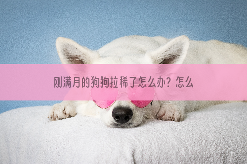 刚满月的狗狗拉稀了怎么办？怎么解决？