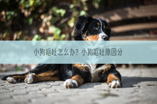 小狗呕吐怎么办？小狗呕吐原因分析