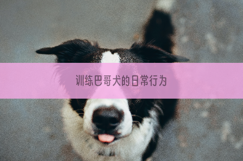 训练巴哥犬的日常行为