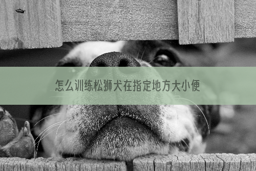 怎么训练松狮犬在指定地方大小便？