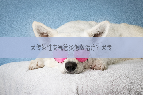 犬传染性支气管炎怎么治疗？犬传染性支气管炎症状有哪些？