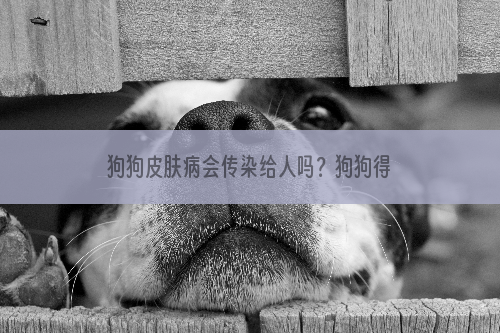 狗狗皮肤病会传染给人吗？狗狗得皮肤病的原因有哪些？