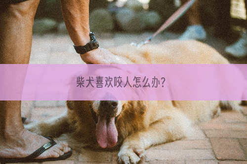 柴犬喜欢咬人怎么办？