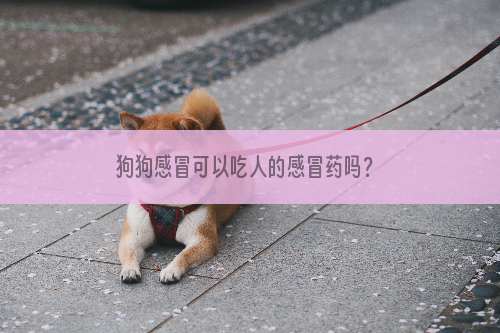 狗狗感冒可以吃人的感冒药吗？