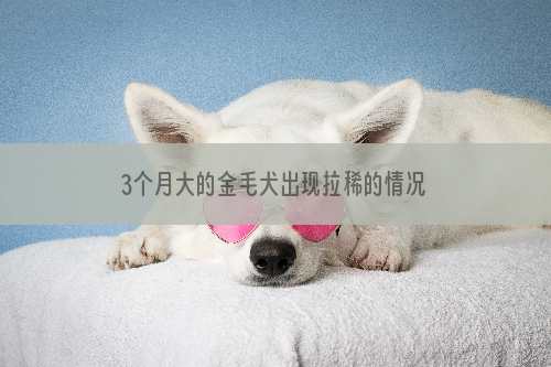 3个月大的金毛犬出现拉稀的情况怎么办？