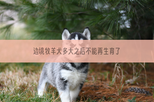 边境牧羊犬多大之后不能再生育了？