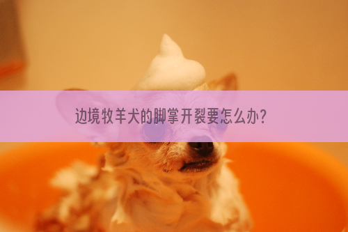 边境牧羊犬的脚掌开裂要怎么办？