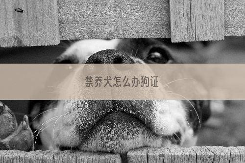 禁养犬怎么办狗证