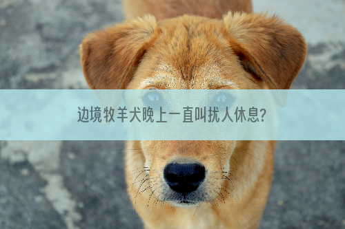 边境牧羊犬晚上一直叫扰人休息?