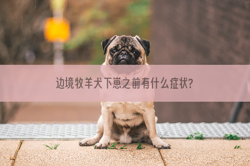 边境牧羊犬下崽之前有什么症状?