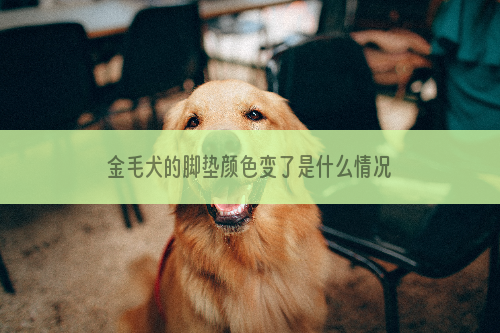 金毛犬的脚垫颜色变了是什么情况？