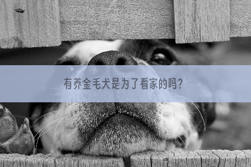 有养金毛犬是为了看家的吗？