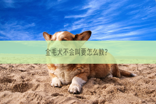 金毛犬不会叫要怎么教？