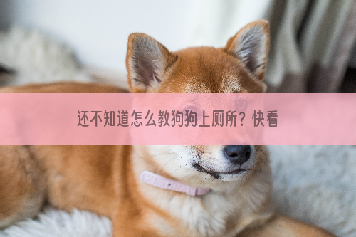 还不知道怎么教狗狗上厕所？快看这篇文章吧