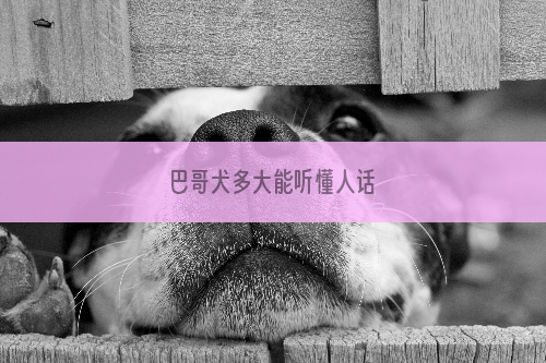 巴哥犬多大能听懂人话