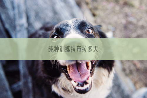 纯种训练拉布拉多犬