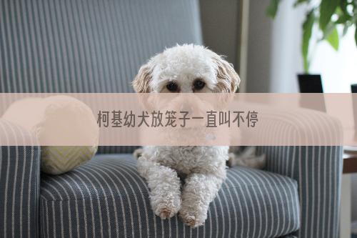 柯基幼犬放笼子一直叫不停