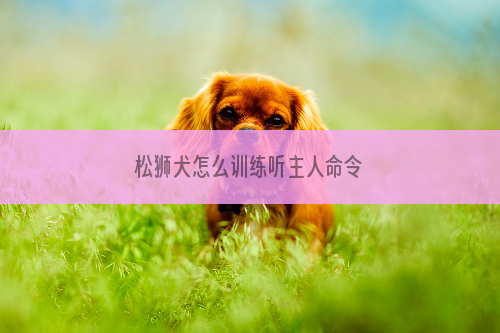 松狮犬怎么训练听主人命令