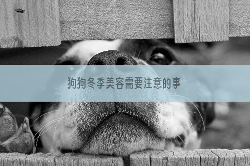 狗狗冬季美容需要注意的事