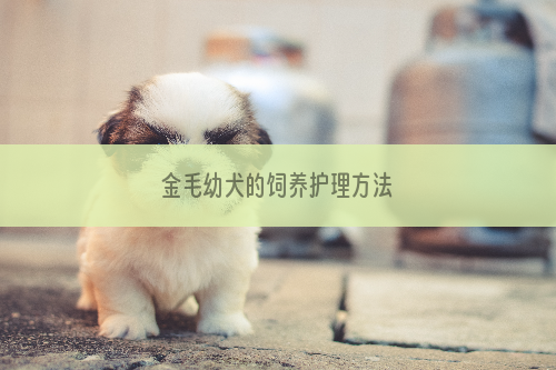 金毛幼犬的饲养护理方法