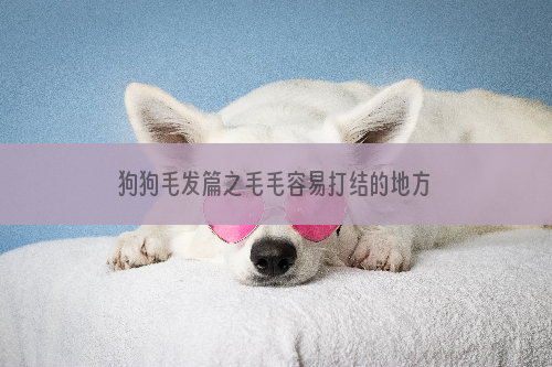 狗狗毛发篇之毛毛容易打结的地方