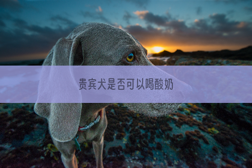 贵宾犬是否可以喝酸奶