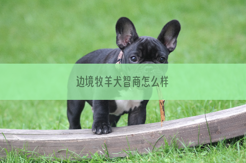 边境牧羊犬智商怎么样