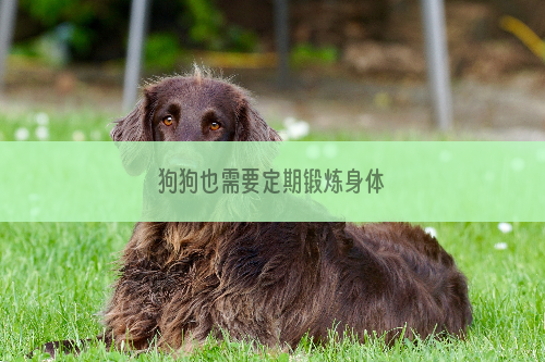 狗狗也需要定期锻炼身体