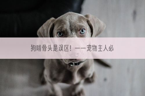 狗啃骨头是误区！——宠物主人必知