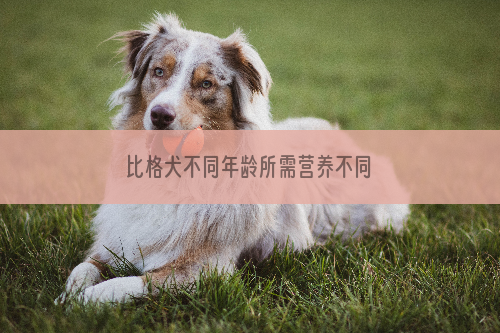 比格犬不同年龄所需营养不同