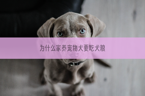 为什么家养宠物犬要吃犬粮