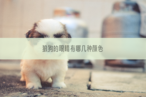 狼狗的眼睛有哪几种颜色