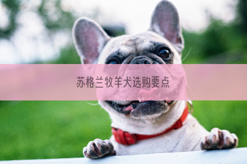 苏格兰牧羊犬选购要点