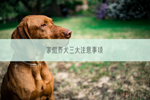 家庭养犬三大注意事项