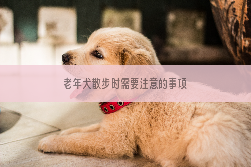 老年犬散步时需要注意的事项