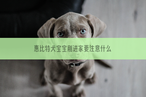 惠比特犬宝宝刚进家要注意什么