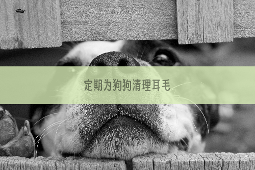 定期为狗狗清理耳毛